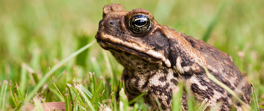 bufo toad poisoning