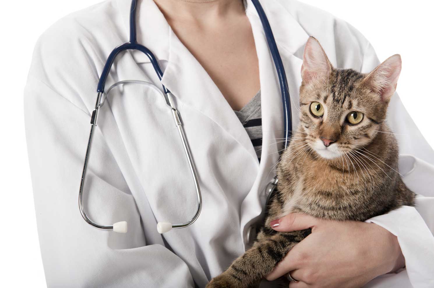 AKI in cats can be caused by toxins, infections, or trauma. Quick diagnosis and treatment are vital.