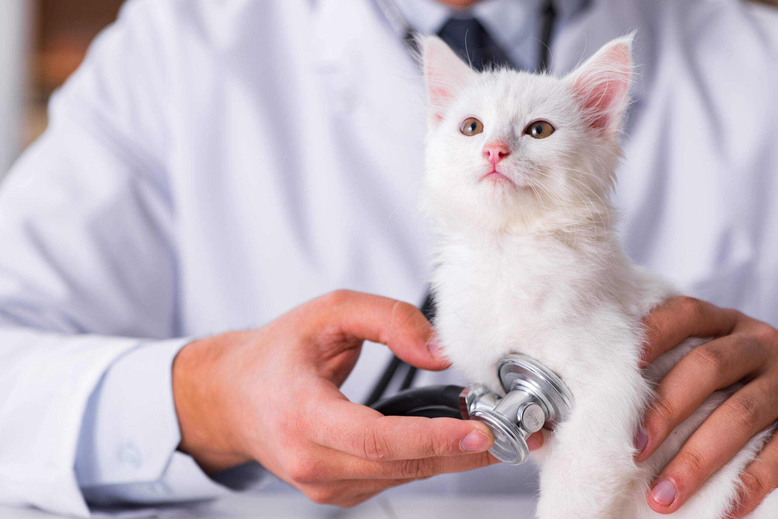 Discover how IV fluids, dialysis, and toxin removal can treat AKI in cats and improve their chances of recovery.