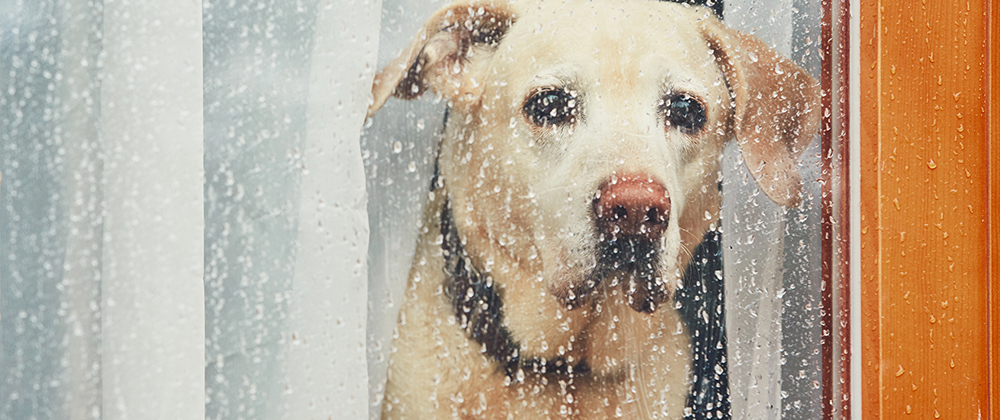 animal emergency during a hurricane