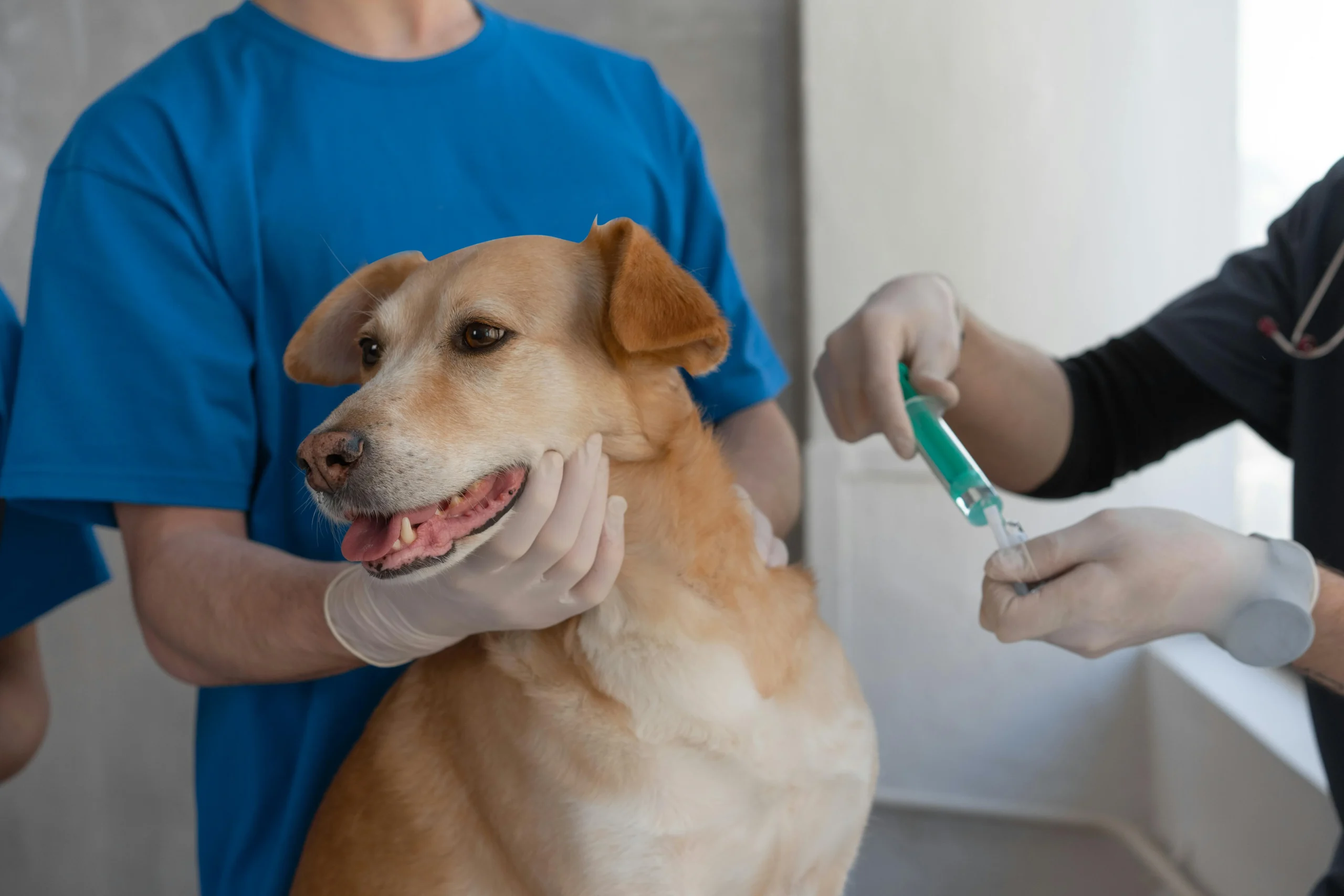 dog in urgent care vet